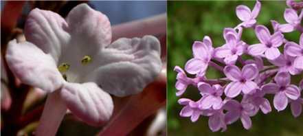 香荚蒾和丁香花的花瓣区别