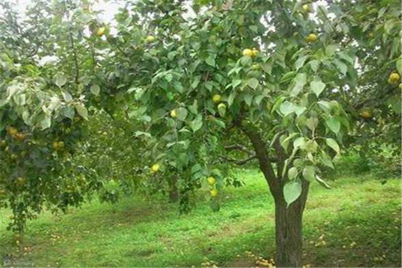 梨树的品种有哪些