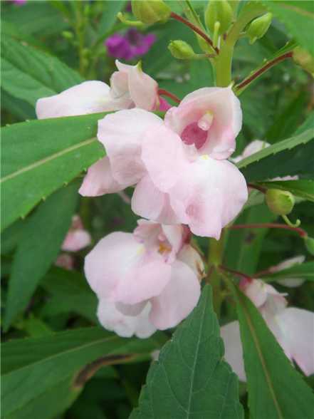 凤仙花什么时候开花