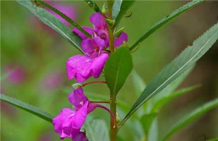 凤仙花开花欣赏