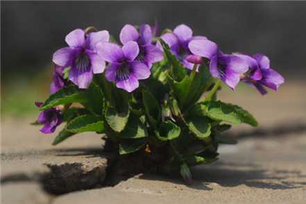 紫花地丁开花欣赏