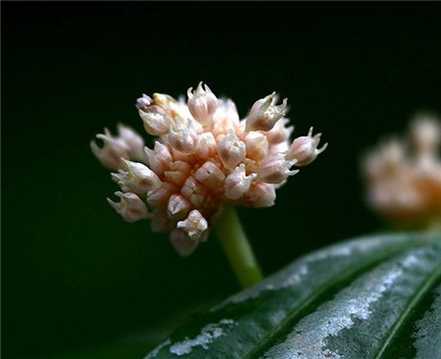 冷水花开花图片