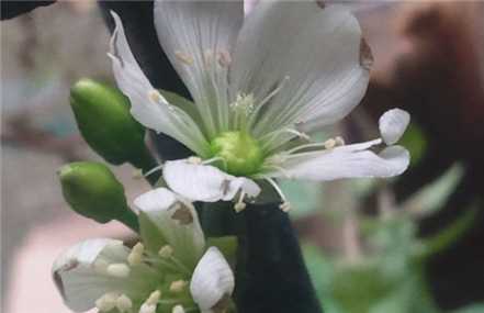 捕蝇草开花形态