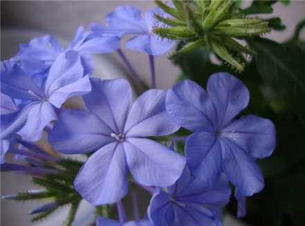 蓝花丹的开花形态