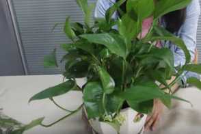 绿萝叶子保养视频：绿萝叶子保养方法