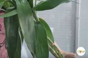 富贵竹视频：富贵竹油绿的方法