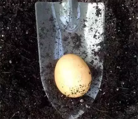 鸡蛋埋盆底
