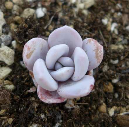 多肉植物雪莲图片欣赏