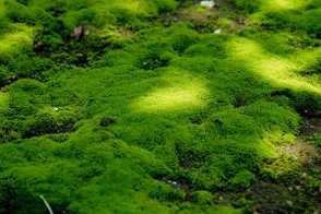 苔藓盆景如何保湿