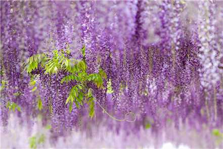 紫藤花开花欣赏