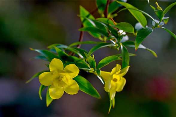 法国香水花什么时候开花