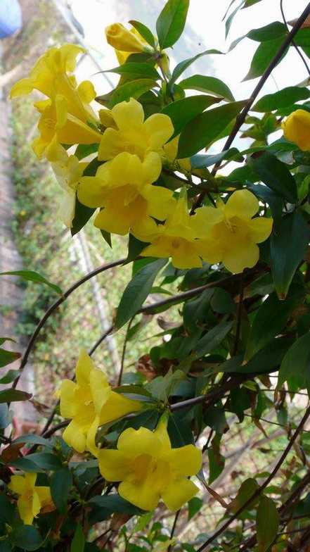 法国香水花开花图片