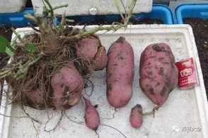 阳台种红薯的方法