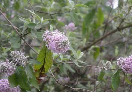 密蒙花