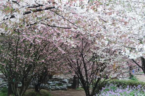 垂枝海棠和垂枝樱花的区别