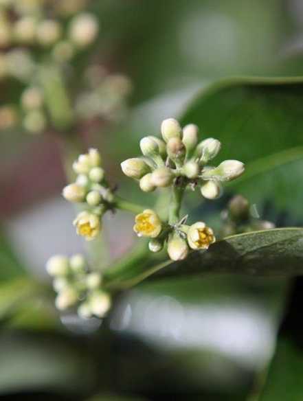 平安树的花期养护