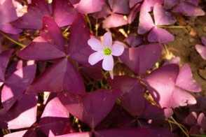 紫叶醡浆草扦插繁殖方法