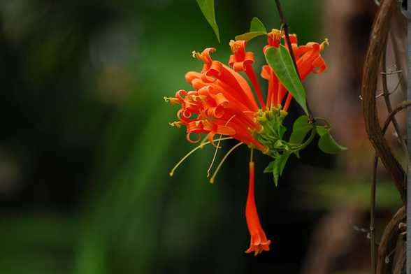 炮仗花可以家养吗