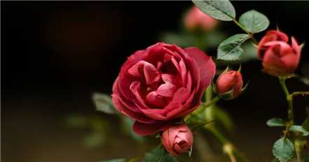 玫瑰扦插繁殖时间