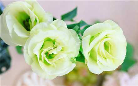 玫瑰扦插繁殖方法
