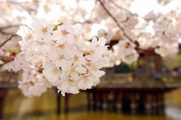 桃花和樱花怎么区别