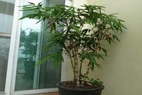 竹子在室内怎么种