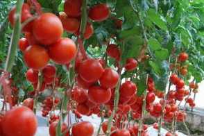 买回来番茄种子要怎么播种