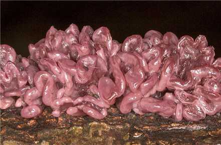 紫色胶盘菌