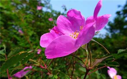 缫丝花开花欣赏