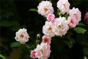 蔷薇属的代表植物，每一种都好美！