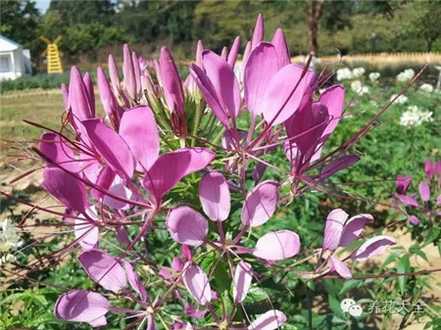 醉蝶花（8~9月赏）