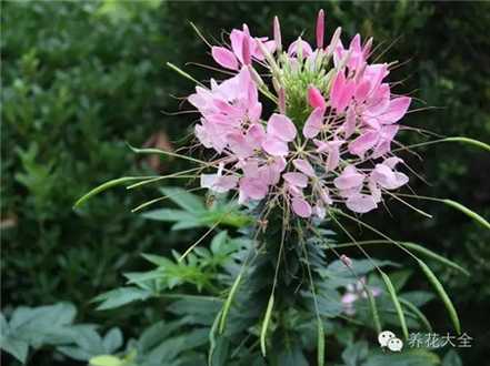 醉蝶花（8~9月赏）养护要点