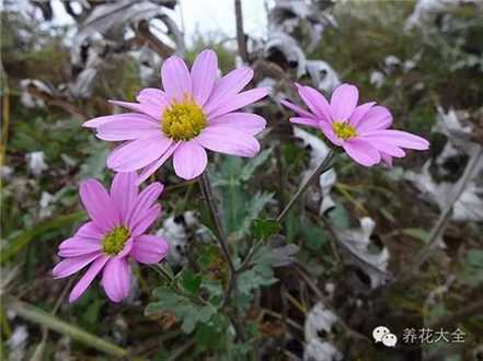 菊花（10~11月赏）养护要点