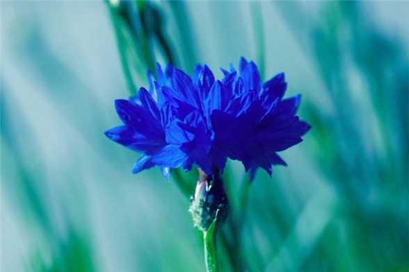 这8种开蓝色花朵的花卉，超美！