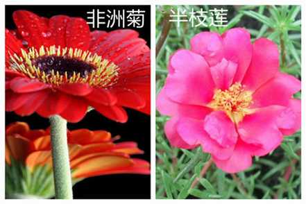 非洲菊和半枝莲的区别