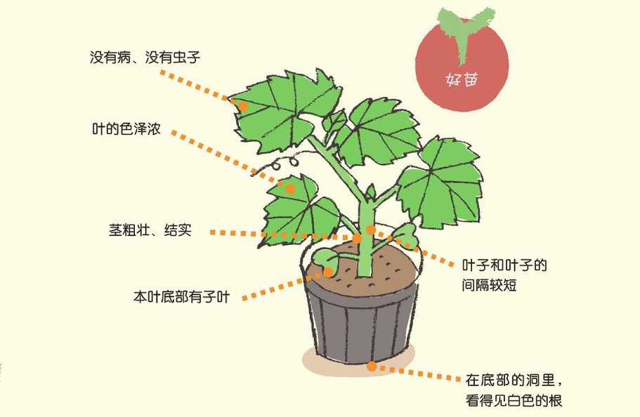 学会分辨好苗