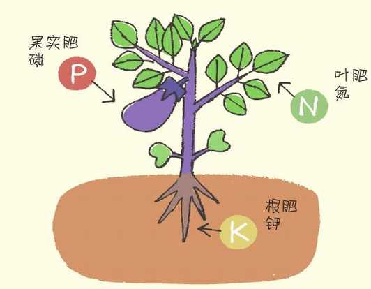 蔬菜怎么施肥？