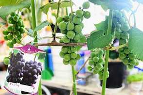 盆栽葡萄的栽培方法和管理