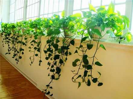 客厅适宜布置什么绿色植物