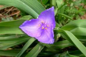 紫露草什么时候开花