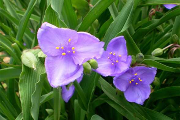 紫露草的常见品种