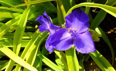 金叶紫露草
