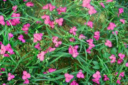红花紫露草