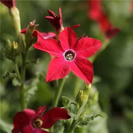 花烟草种子的播种方法