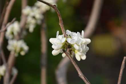 白花紫荆