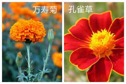万寿菊和孔雀草的区别之植株高矮