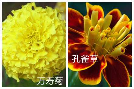 万寿菊和孔雀草的区别之花朵