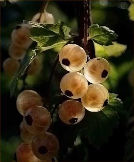 鹅莓Ribes uva-crispa