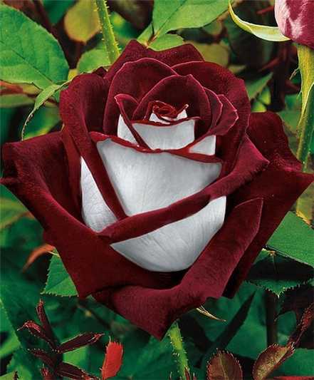 奥西利亚玫瑰Osiria Rose