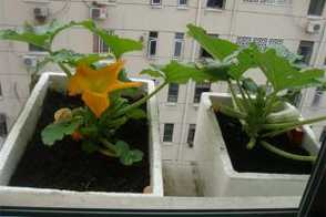 阳台西葫芦的种植方法
